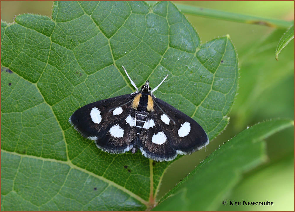 White Spotted Sable Moth